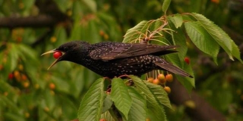 Kako otjerati čvorke od trešanja